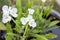 White Burhead or Texas mud baby bloom in a pot with sunlight in the garden.