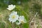 White Burnet rose