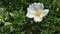 White Burnet Rose flower Rosa pimpinellifolia in light spring wind, 4K