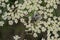 White  burnet-saxifrage flowers with flies