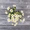 White bush chrysanthemums on a gray wooden table.