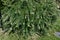 White bush clover  Lespedeza japonica  flowers.