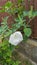 White bush flower Brugmansia with buds, Angel`s trumpets, close