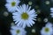 white bushy asters, Symphyotrichum dumosum in the summer garden