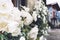 White bushy braided roses in garden on background of stone old house closeup on a sunny summer day, buds of delicate flowers