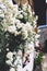 White bushy braided roses in garden on background of stone old house closeup on a sunny summer day, buds of delicate flowers