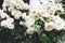 White bushy braided roses in garden on background of stone old house closeup on a sunny summer day, buds of delicate flowers