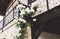 White bushy braided roses in garden on background of stone old house closeup on a sunny summer day, buds of delicate flowers