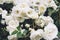 White bushy braided roses in garden on background of stone old house closeup on a sunny summer day, buds of delicate flowers for p