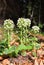 White butterbur (Petasites albus)