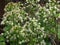 White Butterbur, Petasites albus, herbal medicine, spring flower