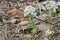 White butterbur Petasites albus in a wild