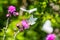 White butterflies with black lines sitting on violet flower Sylibum Marianum