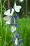 White butterflies with black veins gathers nectar on blue flower