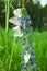 White butterflies with black veins gathers nectar on blue flower