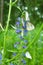 White butterflies with black veins gathers nectar on blue flower