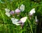 White butterflies with black veins gathers nectar on purple wild onion flower