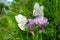 White butterflies with black veins gathers nectar on purple wild onion flower