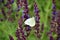 White butterflies Pieris Mannii sitting on purple flower