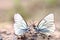 White butterflies on sand