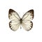 White butterfly