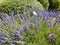 White butterfly in action on a bush of flowering lavender, collecting pollen. Floral purple background