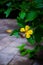 White butterfly alight on a yellow flower