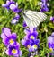 White butterfly Aporia crataegi on a purple flowers of violets feeding