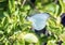 The white butterfly, Ascia monuste