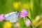 White butterfly with black lines on violet flower