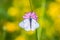 White butterfly with black lines on violet flower