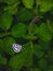 White Butterfly with black stripes wing on leaf with space for copy text in green leaf background