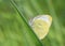 White butterfly on blade