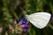 White butterfly on blossom