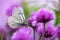 White butterfly on chive flowers