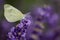 White butterfly - close up view