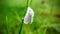 White butterfly closed his wings on grass.
