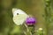 White Butterfly collects nectar on a thistle flower in nature co