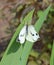 A white butterfly with a damaged wing sits on an iris leaf.