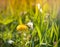 White butterfly on a dandelion