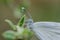 white butterfly detail