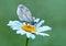 A  white butterfly dries its wings early in the morning in a clearing in dew on a daisy flower