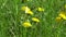 White butterfly feeding from dandelion flowers