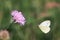 White butterfly flies to a lilac flower on a beautiful summer background