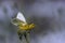 White butterfly on flower