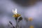 White butterfly on flower