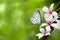 White butterfly on flowers (Tung Blossom)