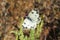 White butterfly in the garden, closeup