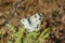 White butterfly in the garden, closeup