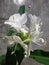 WHITE BUTTERFLY GINGER Hedychium coronarium fragant Hedychium coronarium.
